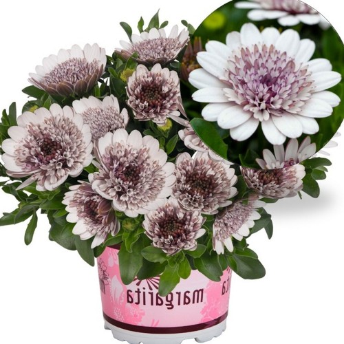 Osteospermum 'Margarita Double White' - Kuldkakar 'Margarita Double White' P9/0,55L